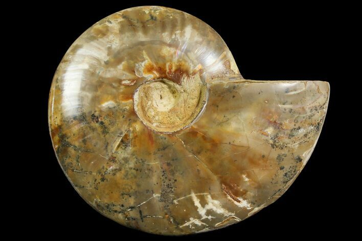 Polished Ammonite Fossil - Madagascar #166682